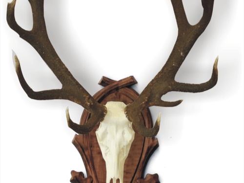 Deer, carved trophy plaque 201 | lebka orez