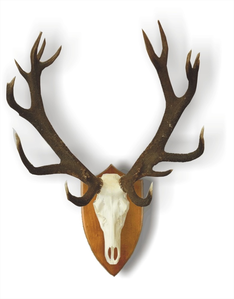 Gefräste Trophäenschild Hirsch 802 | Záloha_lebka orez