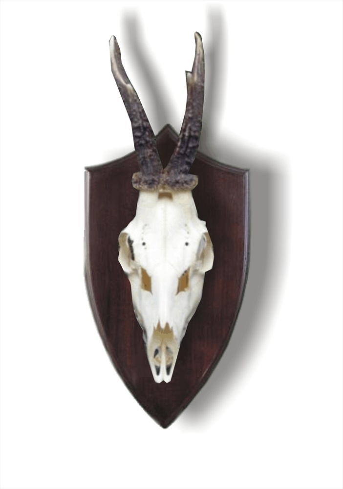 Gefräste Trophäenschild Rehbock 702 | Záloha_lebka