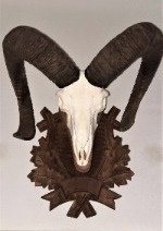 Mouflon trophy from our customer